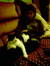 Maria Borland