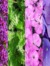 TheEagerReaders Violet