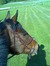 Caralie