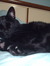 Saffy