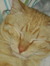 Tobie