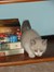 catzkc