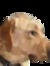 Alan