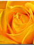 Kara *crazy 4 yellow