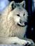 whitewolfreads