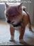 Emmett
