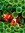 KidsNonFiction's icon