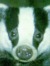 Badger
