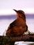 The Bird from Twin Peaks