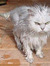 Sammycat