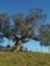 TheAcaciaTree