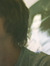 Jacob