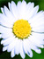 Bellis