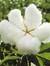 Cottonb...