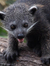 Binturong