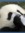 Pandy