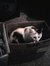 Jicara