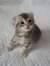 Kitty