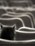 Cat Corie