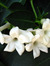 Jasmine