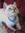 L (Sniffly Kitty)