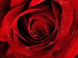 Rosey