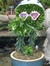 t.o. Aster