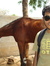 Harikrishna