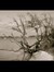 Quercus