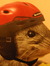 Dan