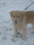 Amalthea