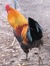 Phyllis