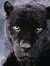 Black Panther