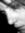 Swan_pr