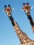 Ashley