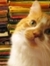 bookstorecat