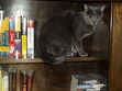 Rachel T