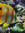 Dori