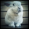 Rosemary