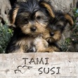 Tami