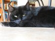 Ringo The Cat