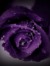 Nour
