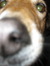 Shannon