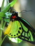 Soars