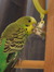 Budgie&DomoFan