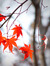 Redwinter