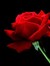 Rose18