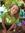 Linnea