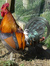 Woodhen