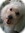 Bearwme1